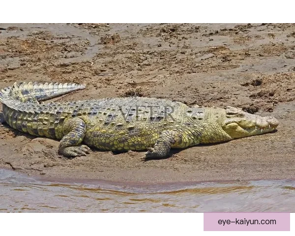 苏丹尼罗河鳄鱼近期在生态保护区内表现稳定，受到广泛关注与保护。